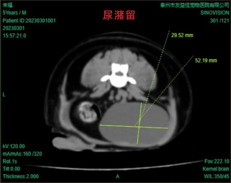 来福从盐城转诊到泰州友益佳宠物医院的看诊经历