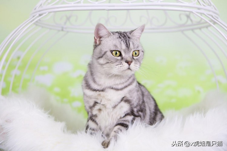 详细说明虎斑猫