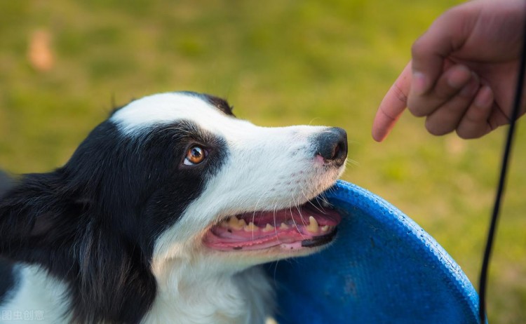 狗狗品种大全常见的9大犬种