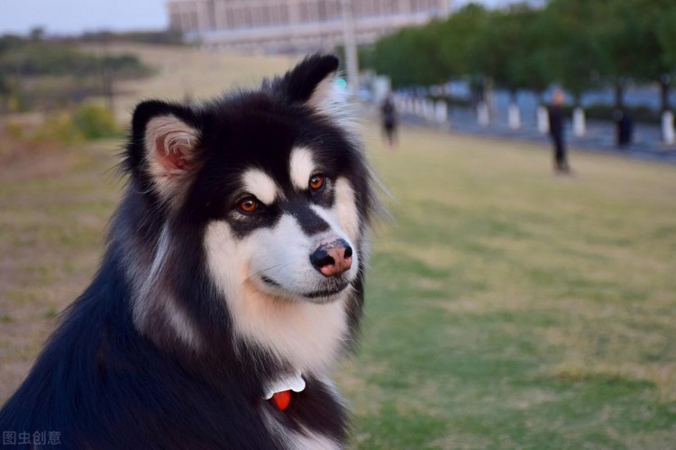 狗狗品种大全常见的9大犬种