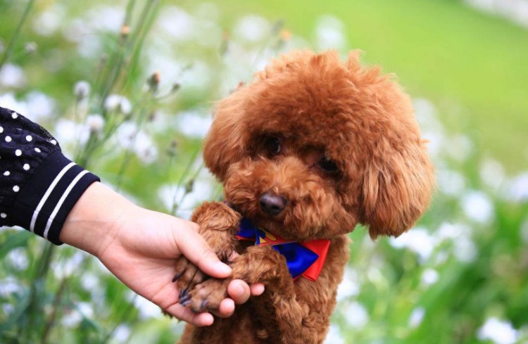 贵宾犬缺乏营养会有以下身体表现主人要注意