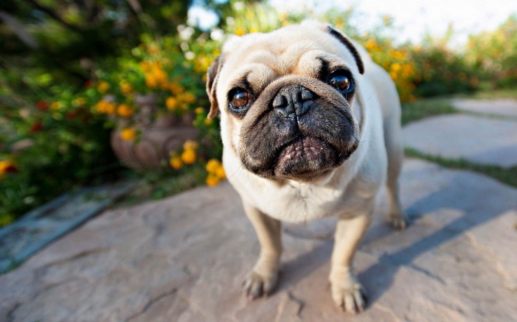 巴哥犬怎么养？除了饮食方面，更需注重护理！