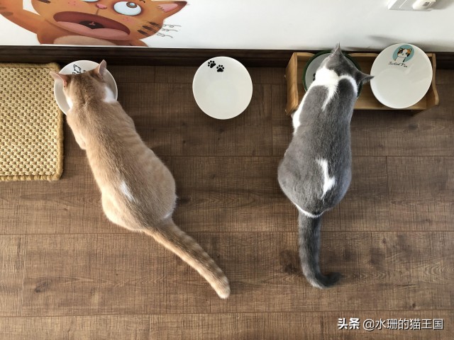 本轮给猫换粮一只成功一只惨败！