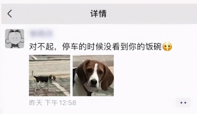 饭盆被主人压扁狗狗都要委屈哭了：你看你干的好事