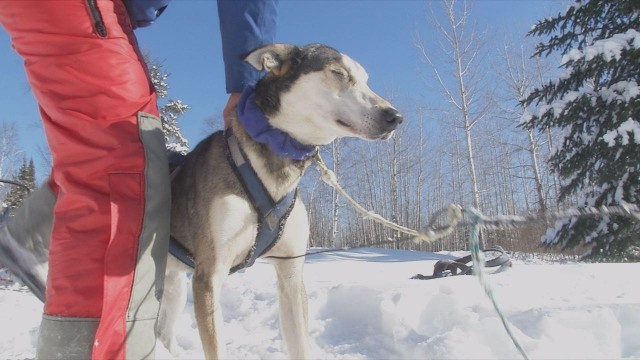 美国哈士奇因病失明却坚持参与雪橇比赛与队友一起勇夺第五名