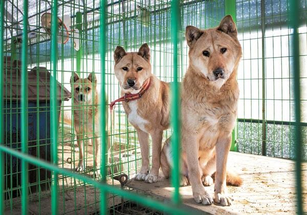 来自韩国的国宝犬种曾经在奥运开幕式出现它们的名字叫珍岛犬