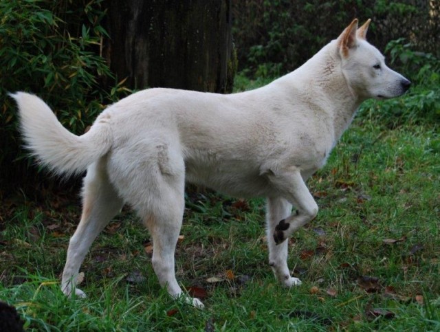 来自韩国的国宝犬种曾经在奥运开幕式出现它们的名字叫珍岛犬